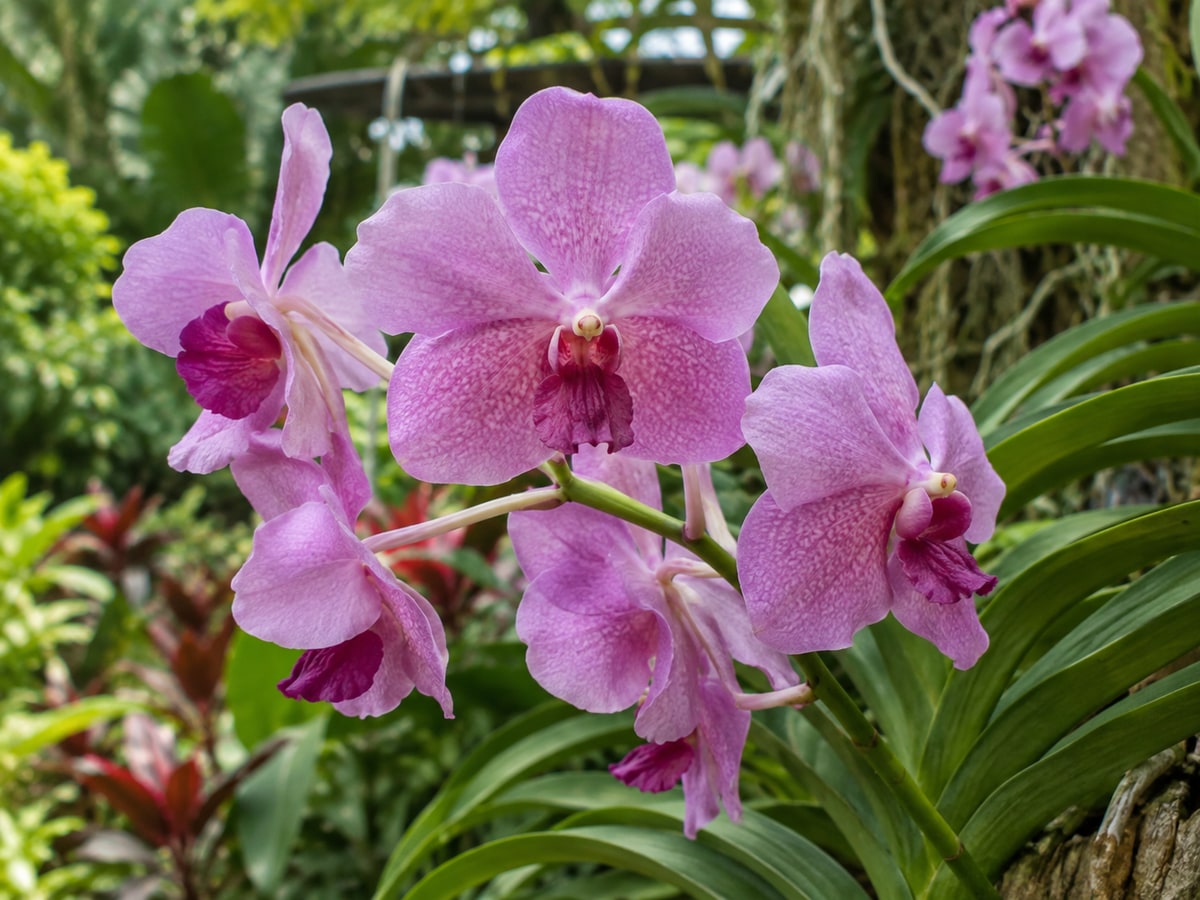Vanda Miss Joaquim orchid blooms in a Singapore tropical garden
